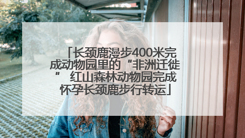 长颈鹿漫步400米完成动物园里的“非洲迁徙” 红山森林动物园完成怀孕长颈鹿步行转运