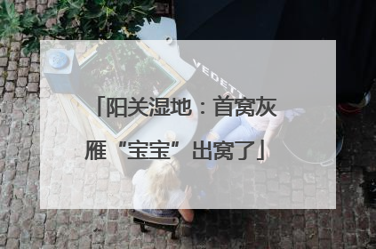 阳关湿地：首窝灰雁“宝宝”出窝了