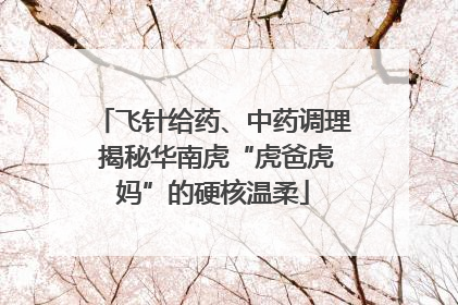 飞针给药、中药调理 揭秘华南虎“虎爸虎妈”的硬核温柔