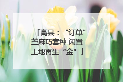 高县：“订单”苎麻巧套种 闲置土地再生“金”