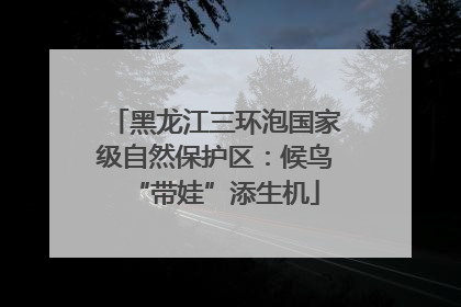 黑龙江三环泡国家级自然保护区：候鸟“带娃”添生机