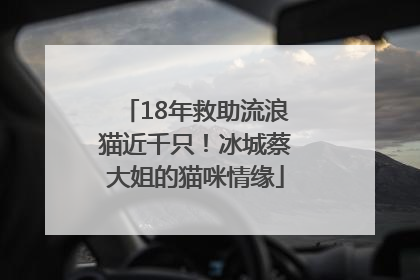 18年救助流浪猫近千只！冰城蔡大姐的猫咪情缘